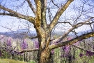 Old Tree on Sky Line Dr.