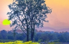 Sunrise Tree