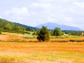 Late Summer Field