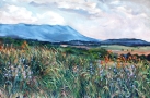 Shenandoah Valley Summer