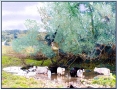 Wading Cows: Willow