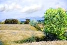 Yellow Field Windbreak
