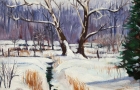 Sycamores in Snow