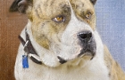 Bulldog