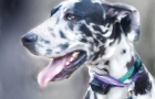 GREAT DANE